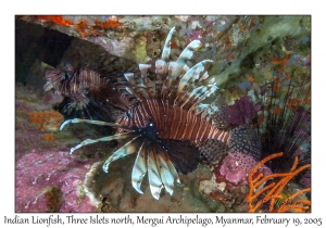 Indian Lionfish