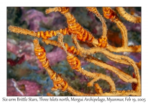 Six-arm Brittle Stars