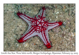 Linck's Sea Star