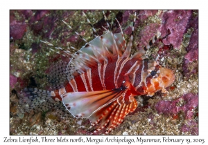 Zebra Lionfish