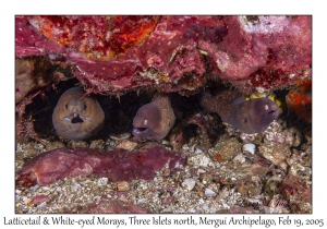 Latticetail & White-eyed Morays