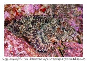 Raggy Scorpionfish