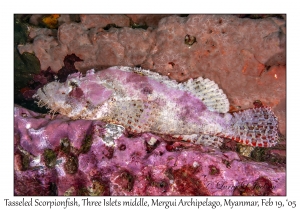 Tasseled Scorpionfish