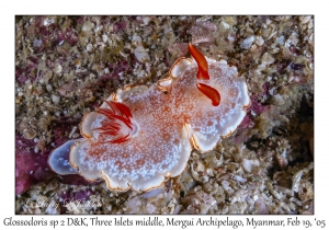 Unknown Glossodoris species 2 D&K