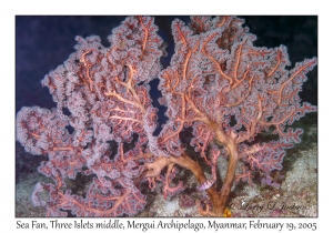 Sea Fan