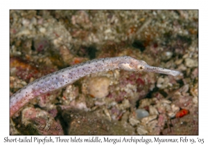 Short-tailed Pipefish