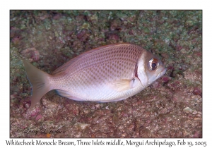 Whitecheek Monocle Bream
