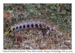 Latticed Sandperch female