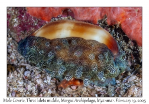 Mole Cowrie