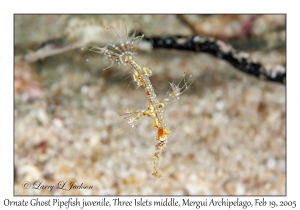 Ornate Ghost Pipefish juvenile