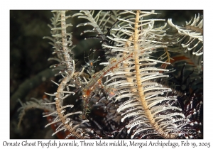 Ornate Ghost Pipefish juvenile