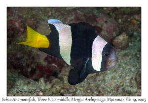 Sebae Anemonefish