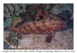 Longfin Grouper