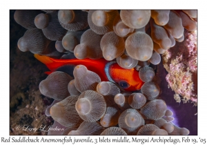 Red Saddleback Anemonefish juvenile