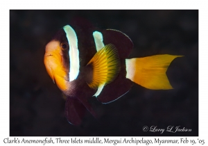 Clark's Anemonefish