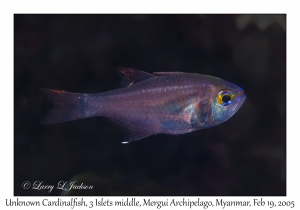 Cardinalfish