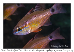 Flower Cardinalfish