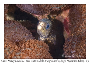 Giant Moray juvenile