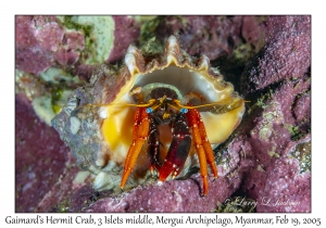 Gaimard's Hermit Crab