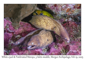 White-eyed & Fimbriated Morays