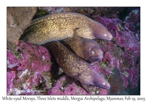 White-eyed Morays