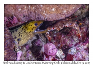 Fimbriated Moray & Undetermined Swimming Crab