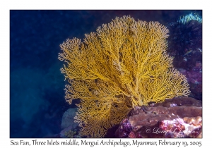 Sea Fan