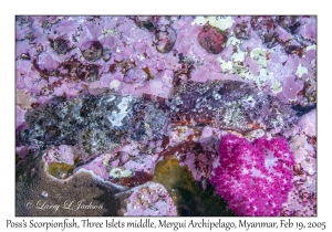 Poss's Scorpionfish