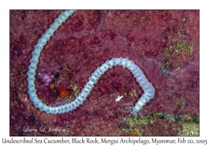 Sea Cucumber