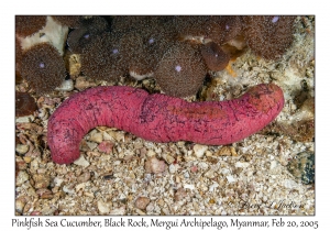 Pinkfish Sea Cucumber