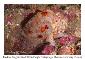 Freckled Frogfish