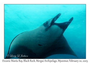 Oceanic Manta Ray