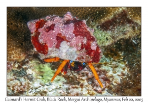 Gaimard's Hermit Crab