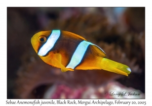 Sebae Anemonefish juvenile