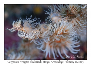 Gorgonian Wrapper