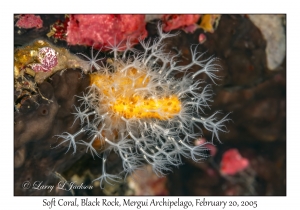 Soft Coral