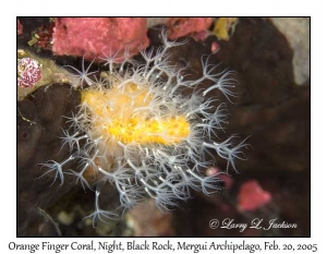 Orange Finger Coral @ night