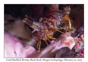 Coral Marbled Shrimp