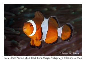 False Clown Anemonefish