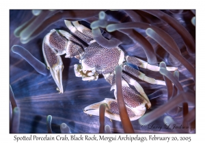 Spotted Porcelain Crab