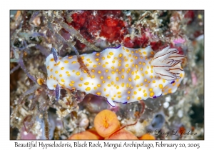 Beautiful Hypselodoris