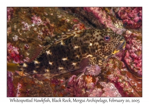 Whitespotted Hawkfish