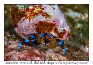 Electric Blue Hermit Crabs