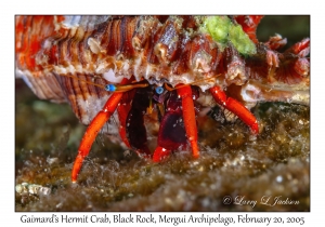 Gaimard's Hermit Crab