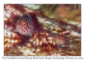 Pixy Hawkfish & Eared Blenny