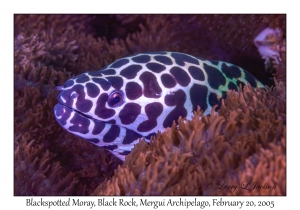 Blackspotted Moray