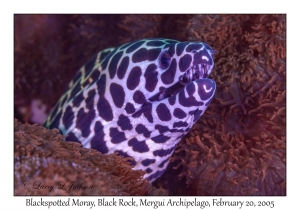 Blackspotted Moray