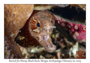 Barred-fin Moray