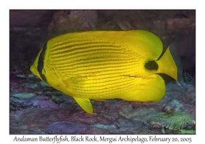 Andaman Butterflyfish