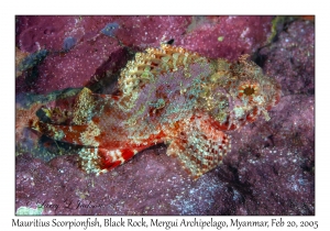 Mauritius Scorpionfish